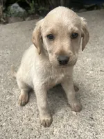 Kaia, a female Labradoodle for sale in Batavia, NY – 3 of 5