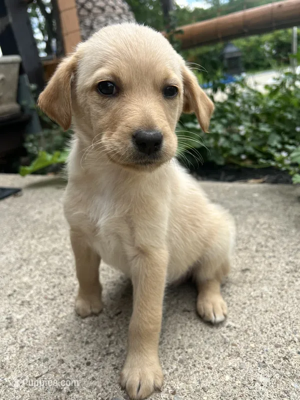 Daisy  – Labradoodle puppy for sale in Batavia, NY