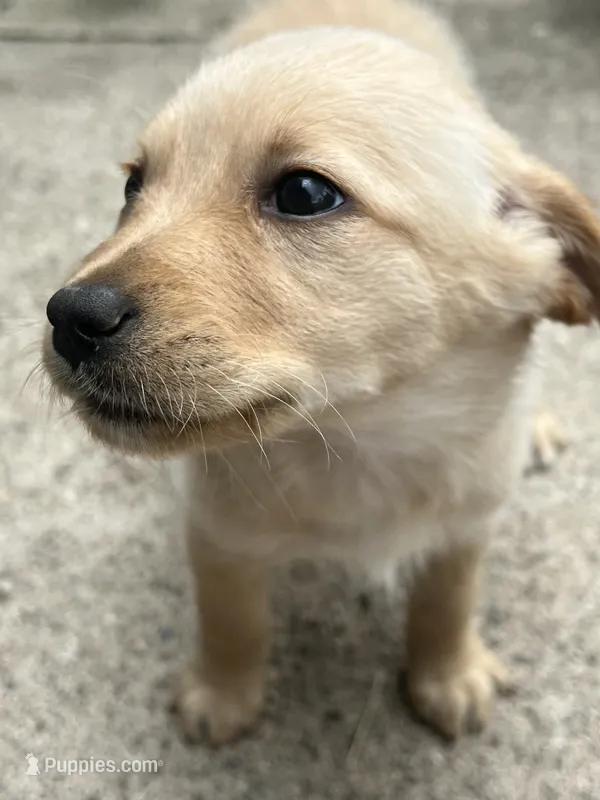 Daisy  – Labradoodle puppy for sale in Batavia, NY