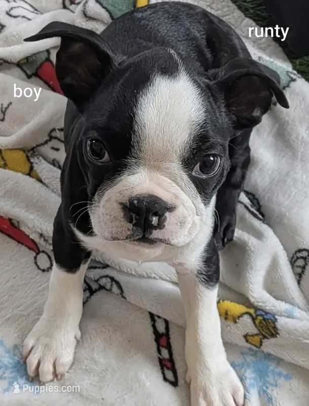 Male, a male Boston Terrier for sale in Albuquerque, NM – 1 of 1