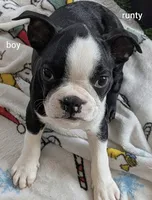 Male, a male Boston Terrier for sale in Albuquerque, NM – 1 of 1