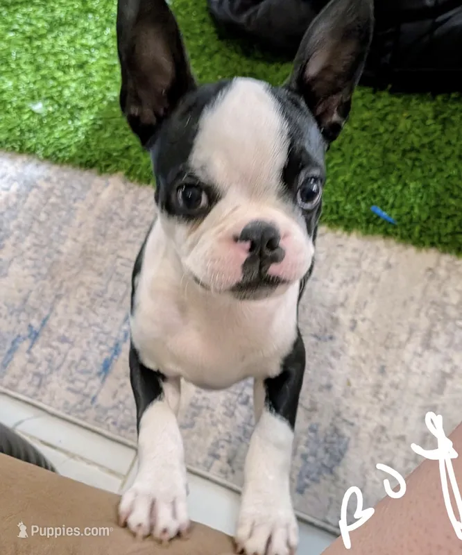 Runty, a male Boston Terrier for sale in Albuquerque, NM – 1 of 1