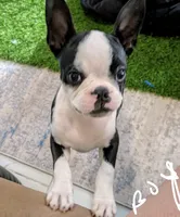 Runty, a male Boston Terrier for sale in Albuquerque, NM – 1 of 1