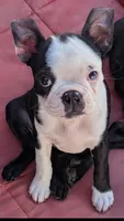Girl, a female Boston Terrier for sale in Albuquerque, NM – 1 of 1