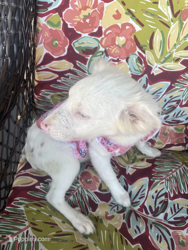 Snowy – Australian Shepherd puppy for sale in Washington, NJ