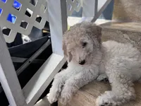 Standard Poodles , a male Poodle - Standard  for sale in Santa Clarita, CA – 3 of 5