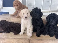 Standard Poodles , a male Poodle - Standard  for sale in Santa Clarita, CA – 2 of 5