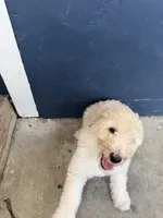 Standard poodle, a female Poodle - Standard  for sale in Santa Clarita, CA – 3 of 4
