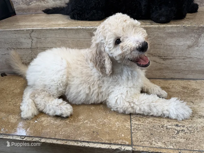 Standard poodle – Poodle - Standard  puppy for sale in Santa Clarita, CA