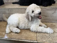 Standard poodle, a female Poodle - Standard  for sale in Santa Clarita, CA – 1 of 4