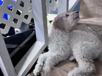 Standard poodle, a female Poodle - Standard  for sale in Santa Clarita, CA – 2 of 4
