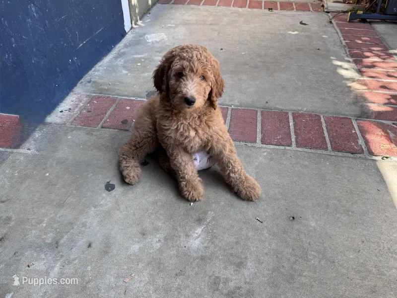 Standard Poodles  – Poodle - Standard  puppy for sale in Santa Clarita, CA