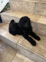 Standard Poodles , a male Poodle - Standard  for sale in Santa Clarita, CA – 5 of 5