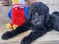 Standard Poodle, a male Poodle - Standard  for sale in Santa Clarita, CA – 1 of 1