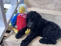 Standard Poodles , a male Poodle - Standard  for sale in Santa Clarita, CA – 4 of 5