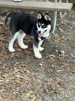 Ace, a male Siberian Husky for sale in Raleigh, NC – Photo 6 of 8