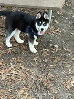 Ace, a male Siberian Husky for sale in Raleigh, NC – Photo 5 of 8