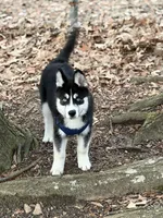 Ace, a male Siberian Husky for sale in Raleigh, NC – Photo 4 of 8