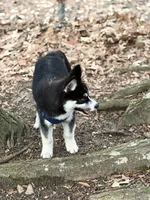 Ace, a male Siberian Husky for sale in Raleigh, NC – Photo 3 of 8