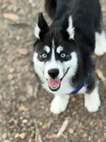 Ace, a male Siberian Husky for sale in Raleigh, NC – Photo 2 of 8