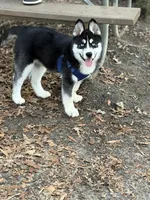 Ace, a male Siberian Husky for sale in Raleigh, NC – Photo 7 of 8