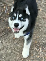 Ace, a male Siberian Husky for sale in Raleigh, NC – Photo 1 of 8
