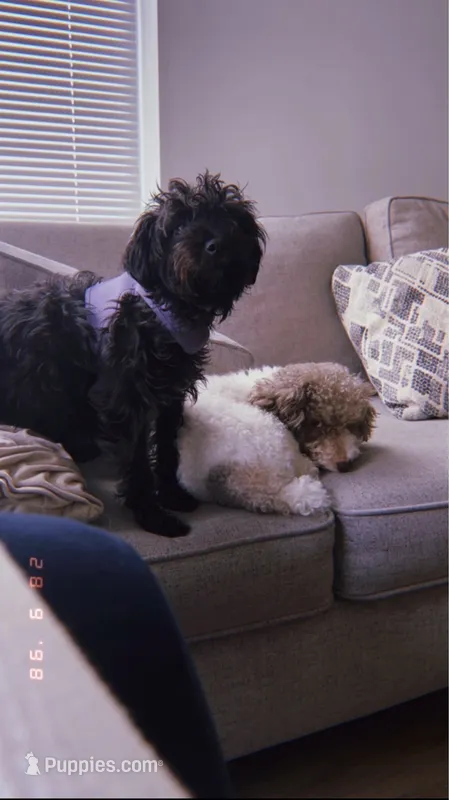 N/A – Maltese, Poodle - Miniature  puppy for sale in Carteret, NJ