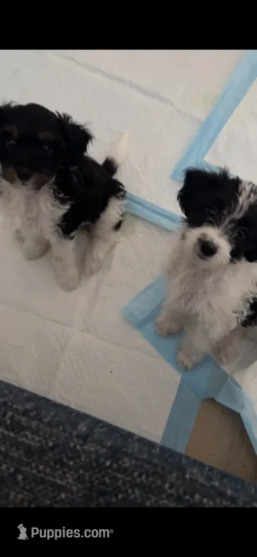 Coco – Maltese, Poodle - Miniature  puppy for sale in Carteret, NJ