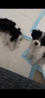 Coco, a female Maltese and Poodle - Miniature  for sale in Carteret, NJ – 1 of 1