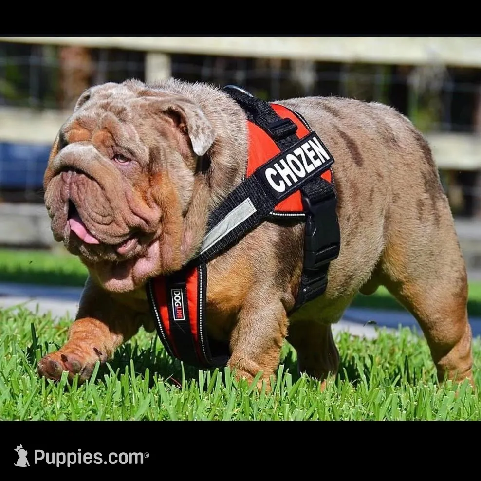 America , a female English Bulldog for sale in Orlando, FL – Photo 9 of 10