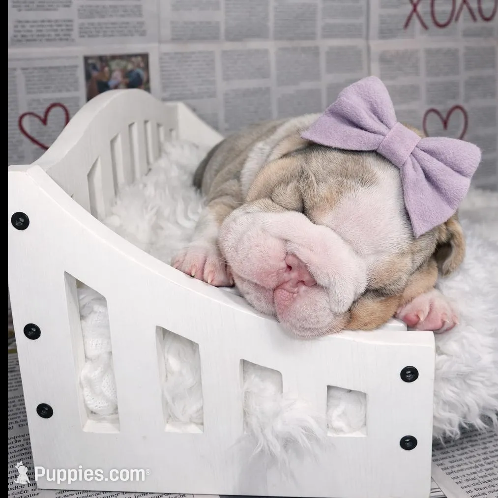 America , a female English Bulldog for sale in Orlando, FL – Photo 8 of 10