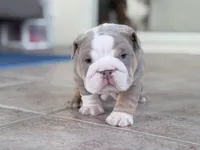 America , a female English Bulldog for sale in Orlando, FL – Photo 3 of 10