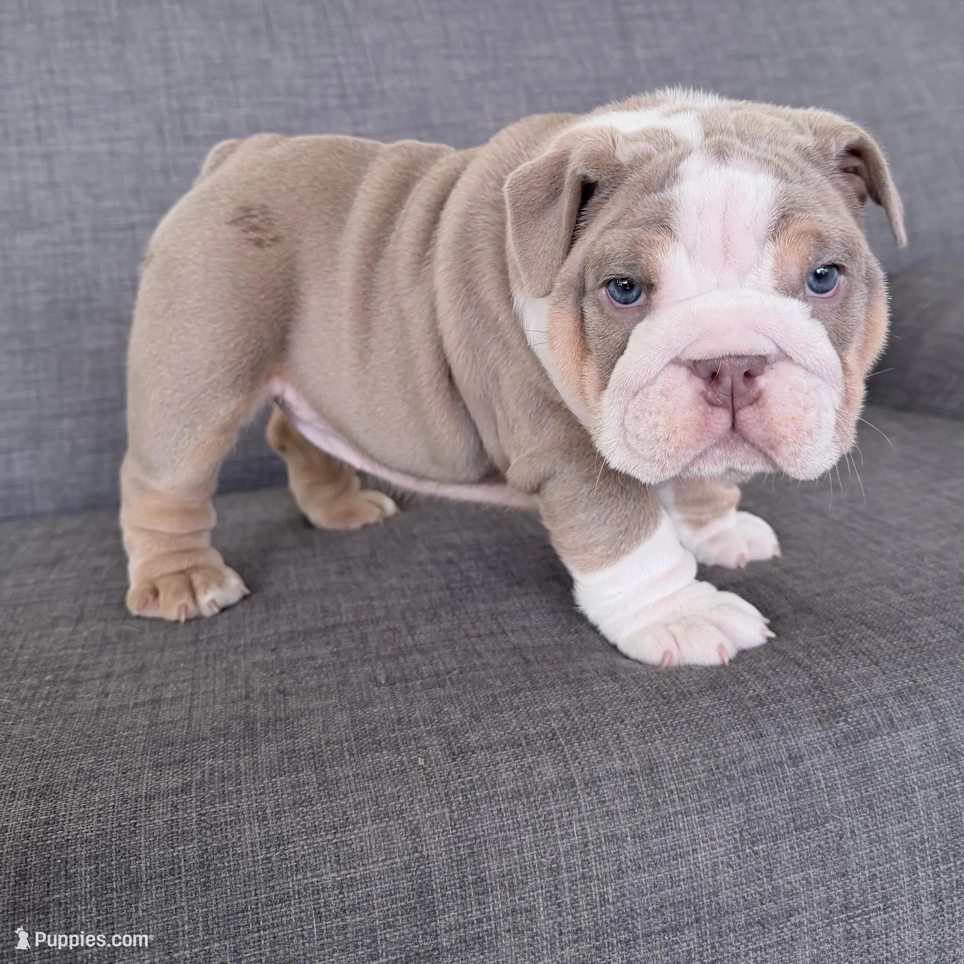 America , a female English Bulldog for sale in Orlando, FL – Photo 2 of 10