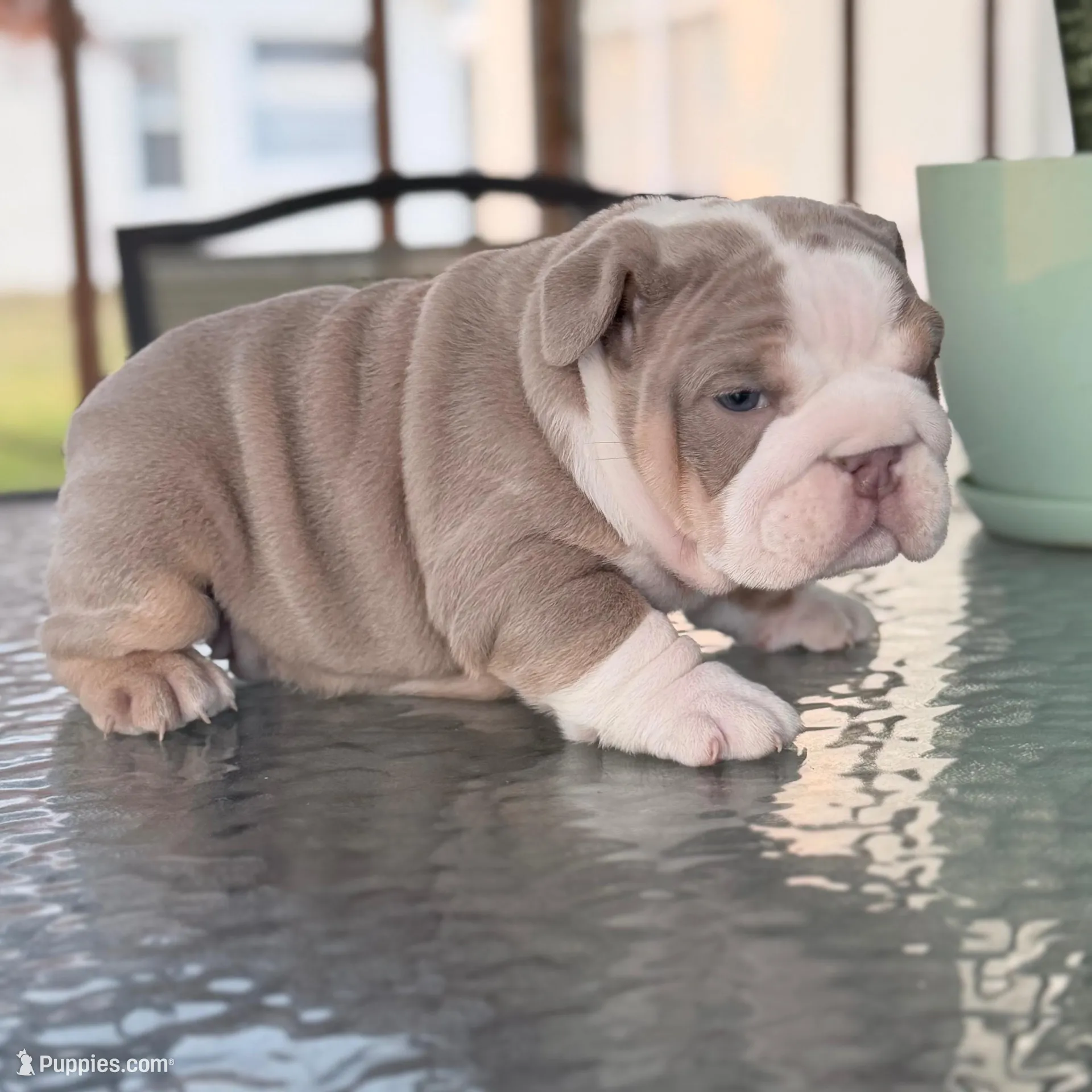 America , a female English Bulldog for sale in Orlando, FL – Photo 6 of 10