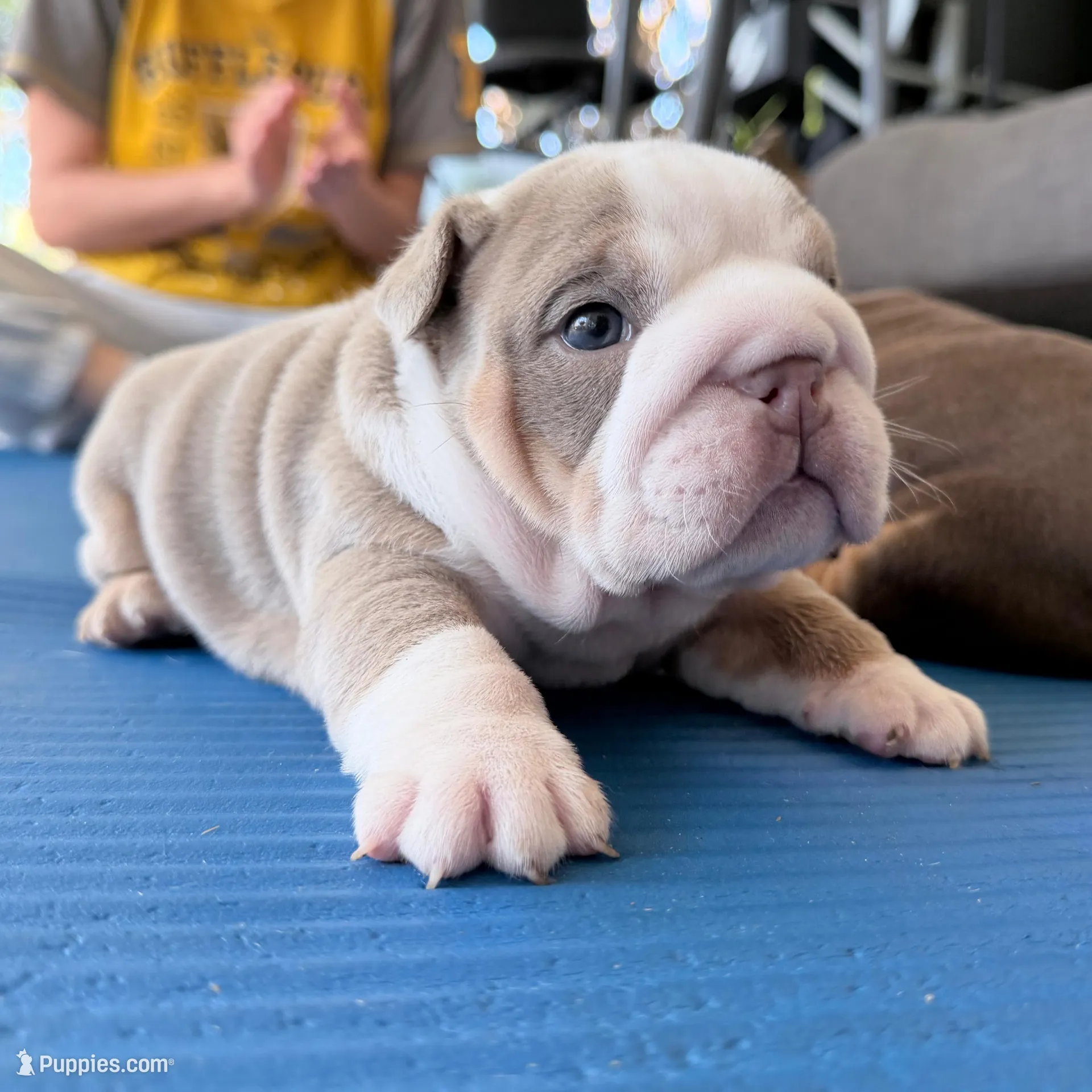 America , a female English Bulldog for sale in Orlando, FL – Photo 7 of 10