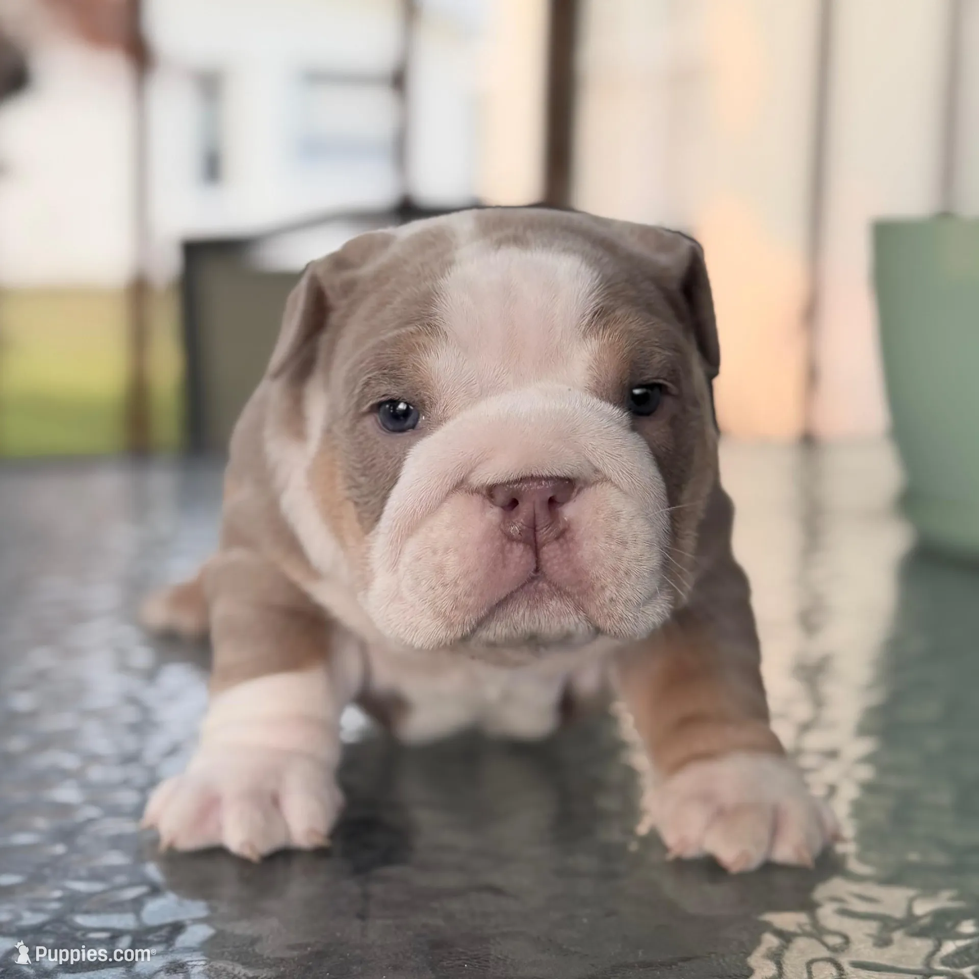 America , a female English Bulldog for sale in Orlando, FL – Photo 5 of 10