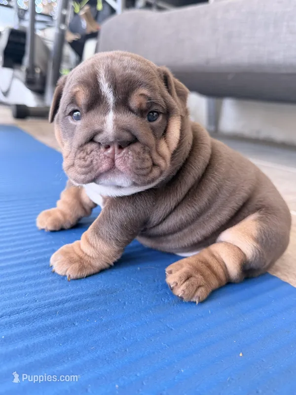 Africa – English Bulldog puppy on hold in Orlando, FL