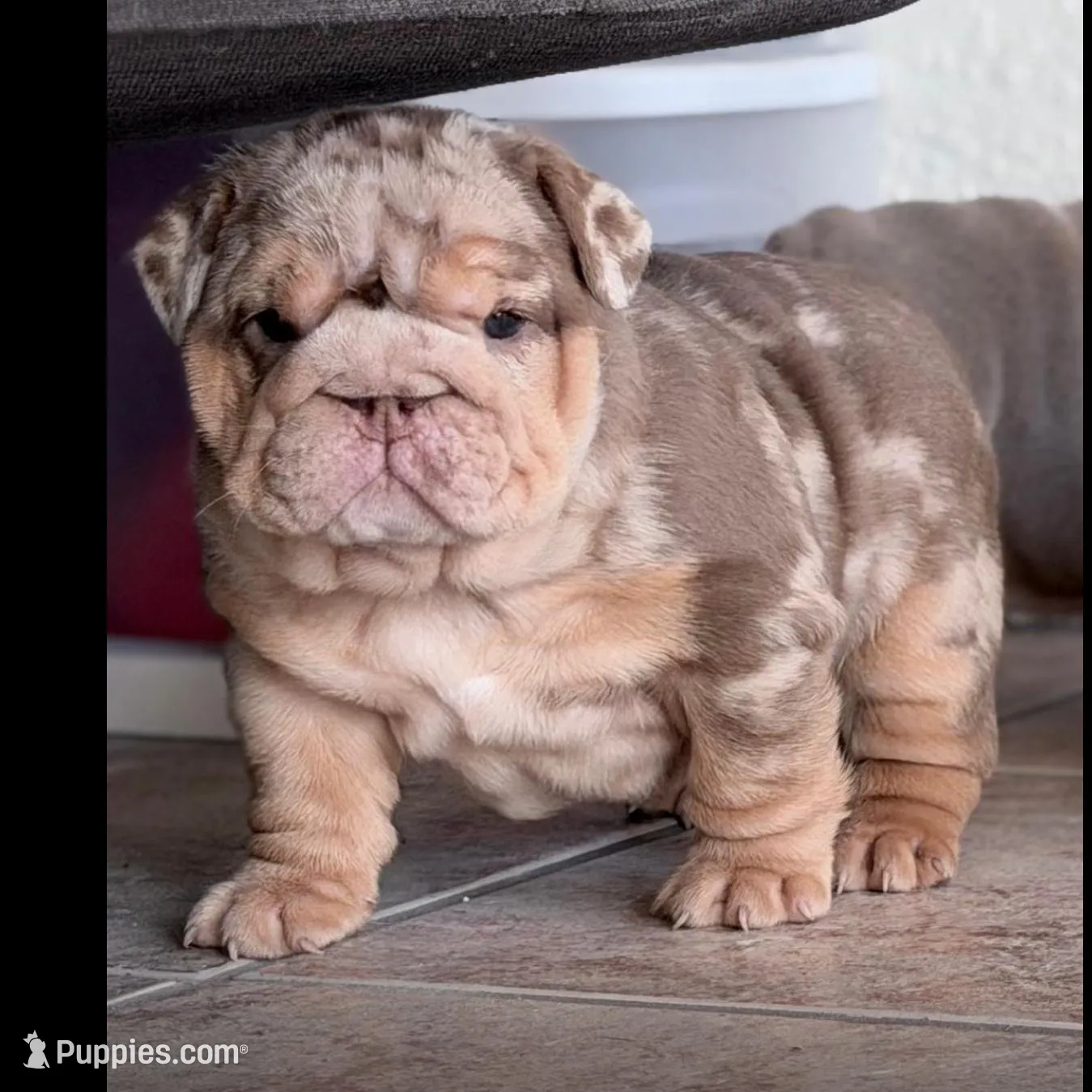 Asia, a female English Bulldog for sale in Orlando, FL – Photo 2 of 5