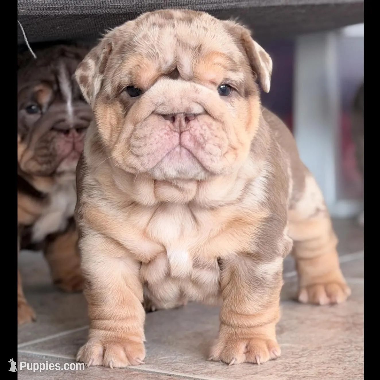 Asia – English Bulldog puppy on hold in Orlando, FL