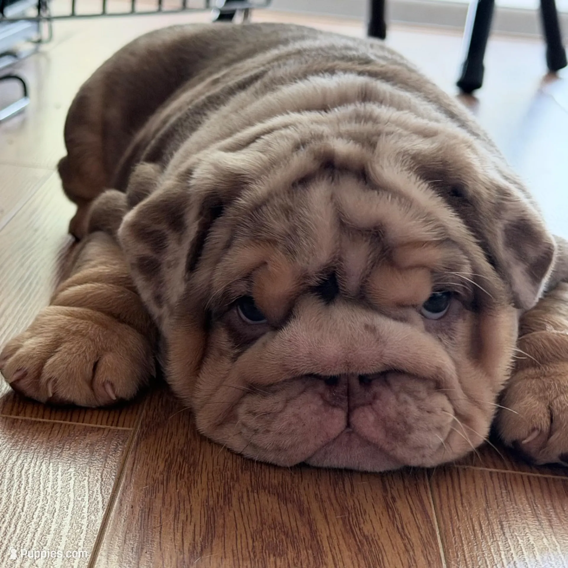 Asia, a female English Bulldog for sale in Orlando, FL – Photo 4 of 5