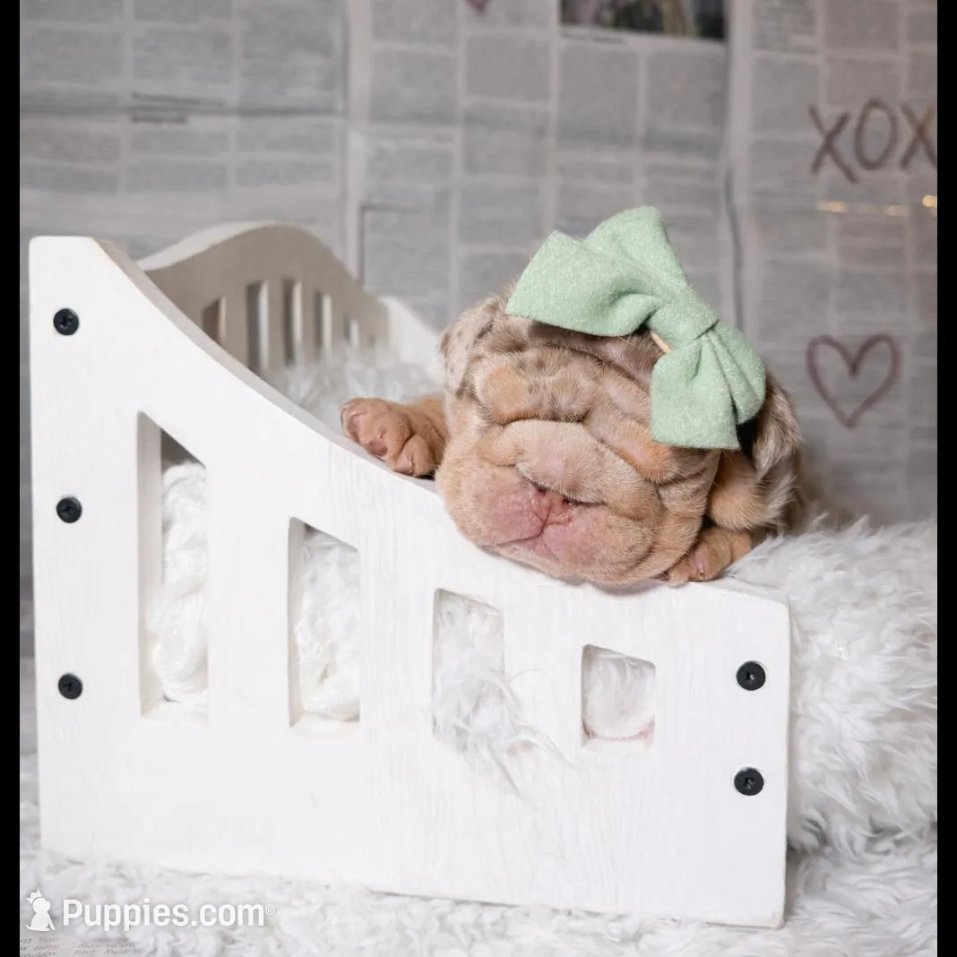 Asia, a female English Bulldog for sale in Orlando, FL – Photo 5 of 5