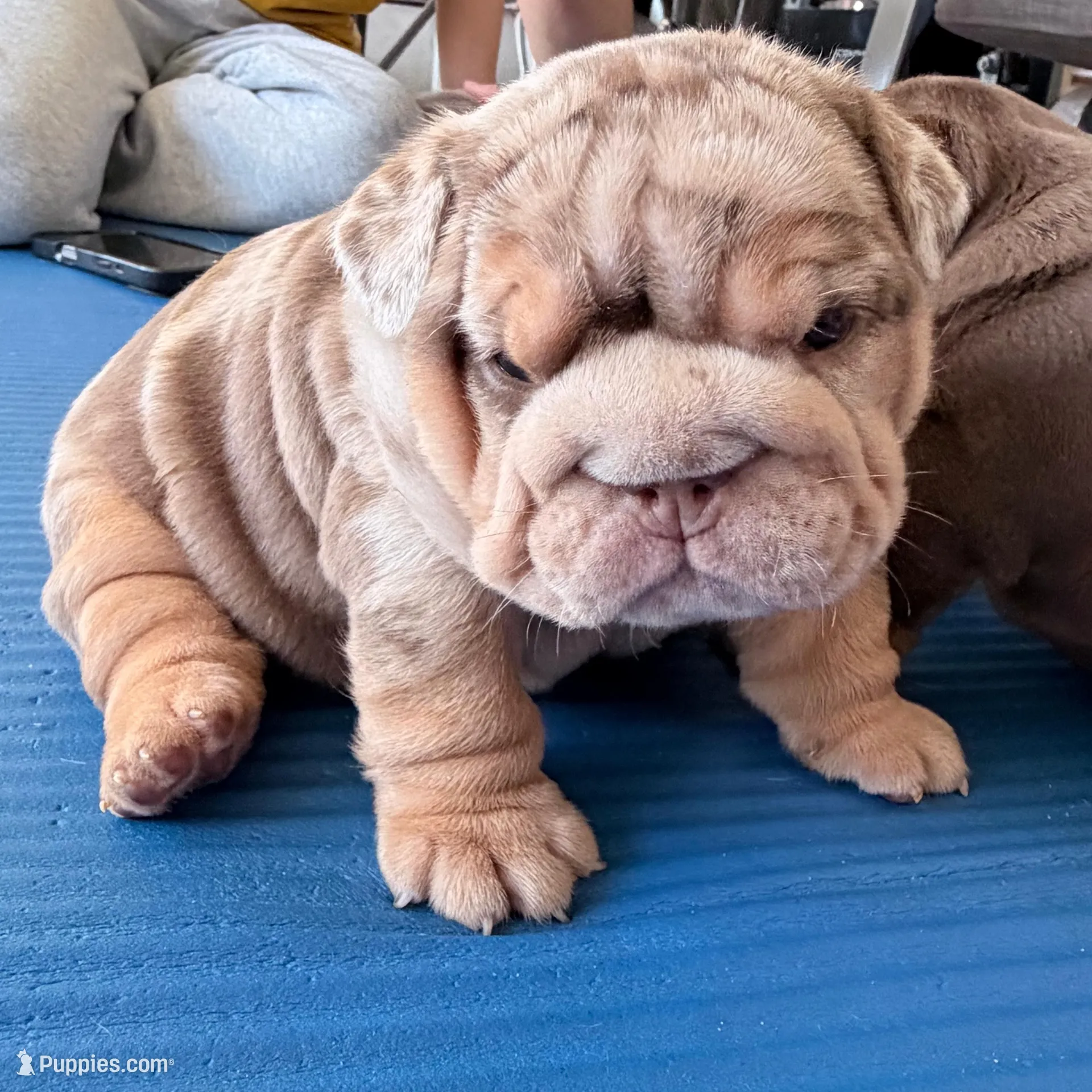 Asia, a female English Bulldog for sale in Orlando, FL – Photo 3 of 5