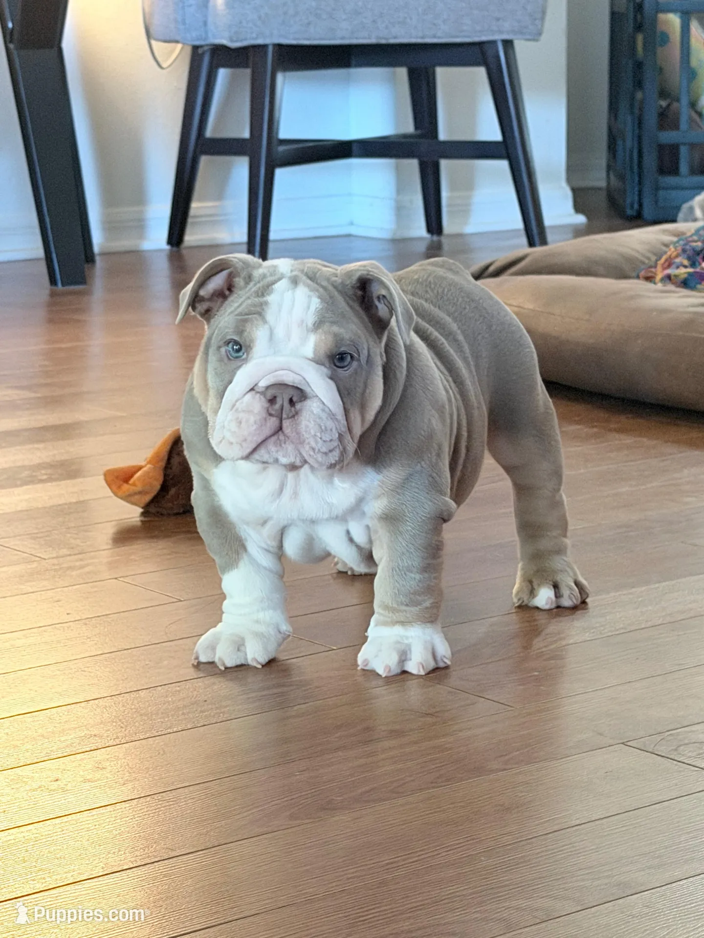 America  – English Bulldog puppy for sale in Orlando, FL