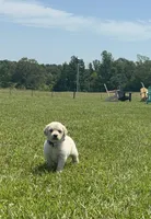 AKC River, a male Golden Retriever for sale in Raymond, MS – 5 of 9