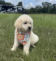 AKC Stardust, a female Golden Retriever for sale in Raymond, MS – 4 of 10