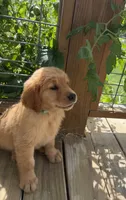 AKC Ruby, a female Golden Retriever for sale in Raymond, MS – 3 of 7