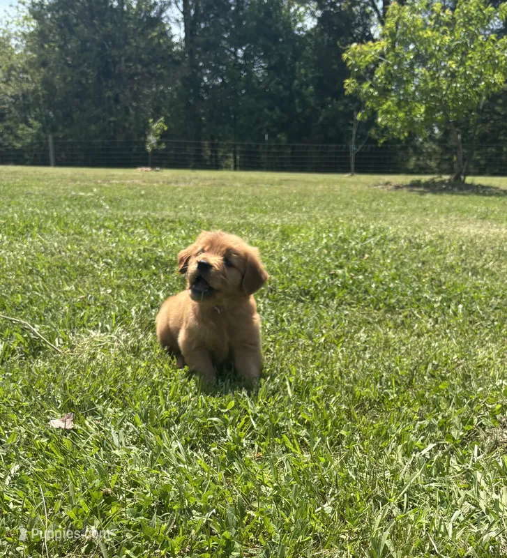 Aspen – Golden Retriever puppy for sale in Raymond, MS