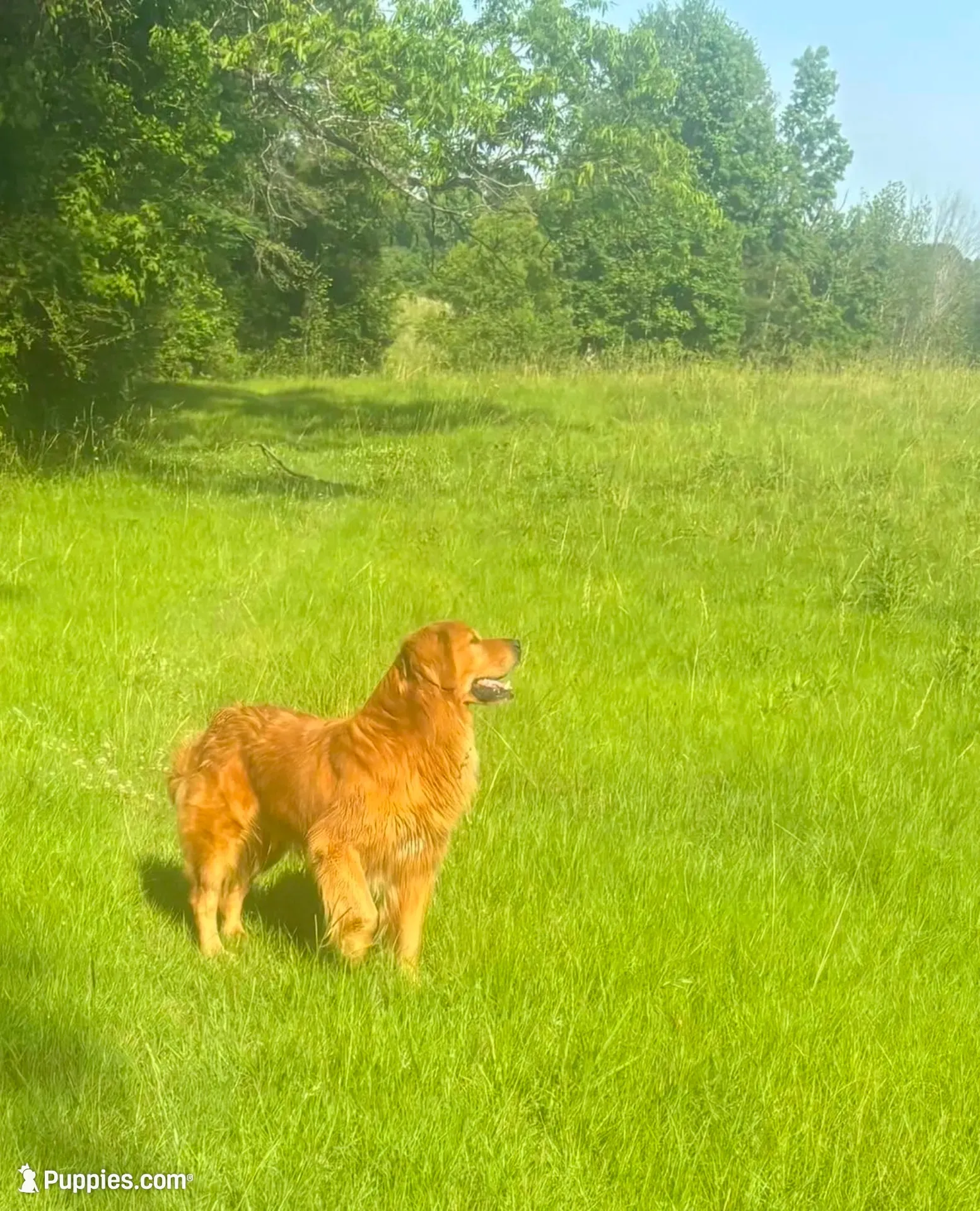 🎄 AKC’s Kringle! 🎄 , a male Golden Retriever for sale in Raymond, MS – 6 of 10