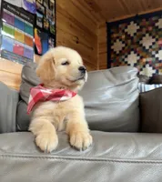 ✨AKC Halo - Obedience Training Started, Therapy Dog Potential , a male Golden Retriever for sale in Raymond, MS – 2 of 4