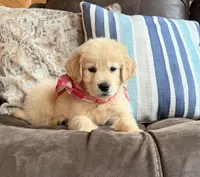 ✨AKC Halo - Obedience Training Started, Therapy Dog Potential , a male Golden Retriever for sale in Raymond, MS – 1 of 4